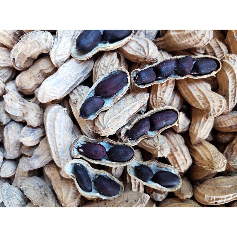 Hạt giống lạc đen kokuma, lạc đen, đậu phộng đen (100 hạt)