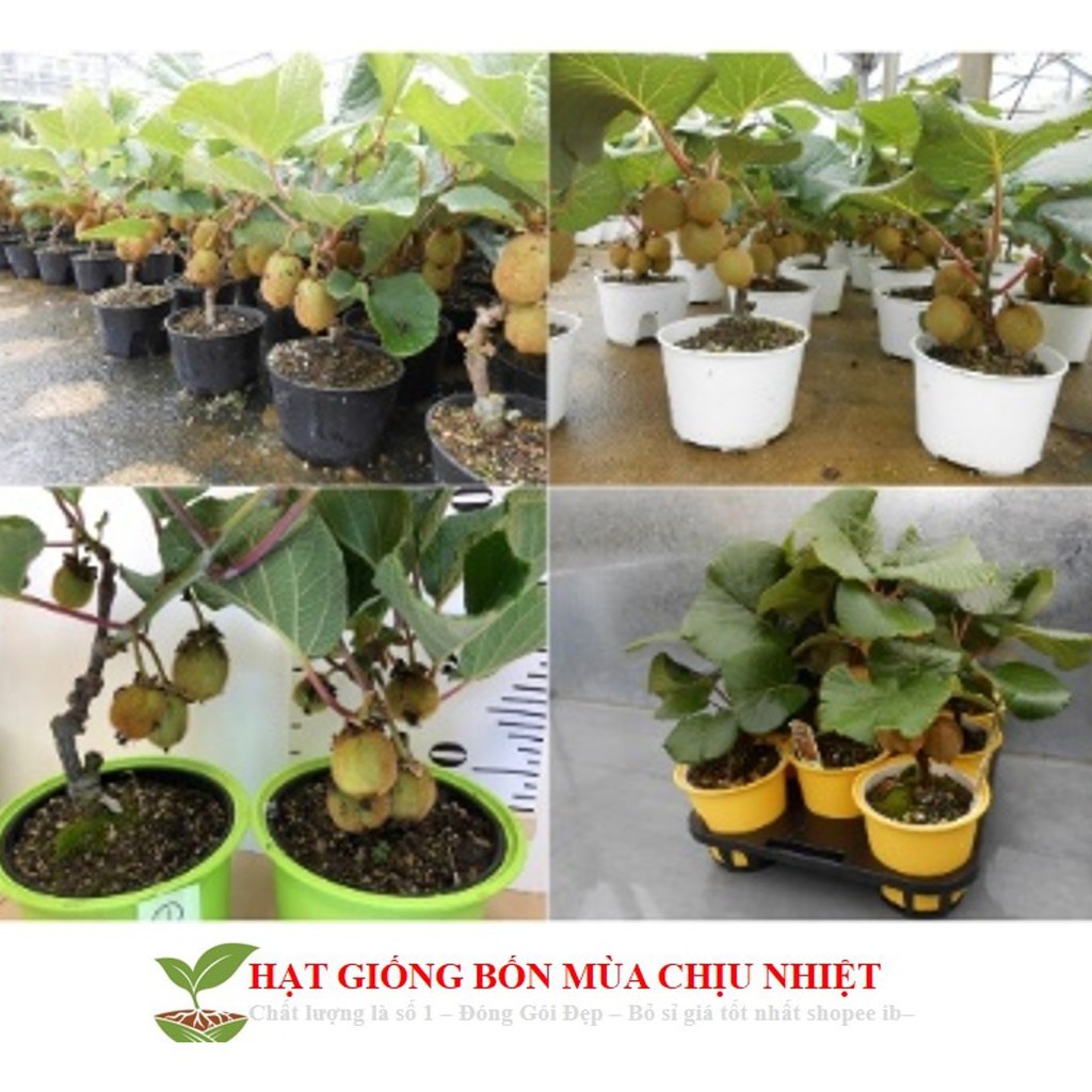 Hạt Giống Cây Kiwi nùn F1  -  - Giàu Vitamin,Bổ Dưỡng,Tốt Cho Da luckyseed hạt siêu rẻ