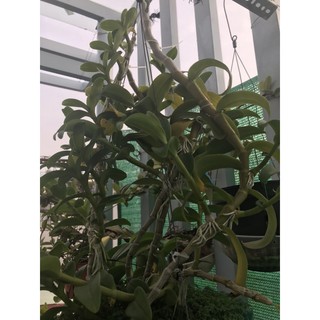 Phi Điệp Phú Thọ