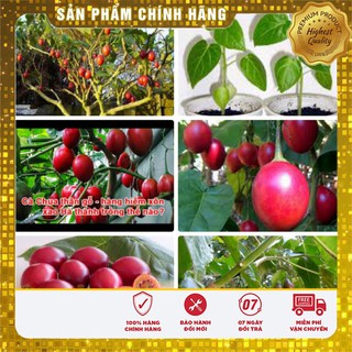 Hạt giống cà chua thân gỗ(4 hạt)