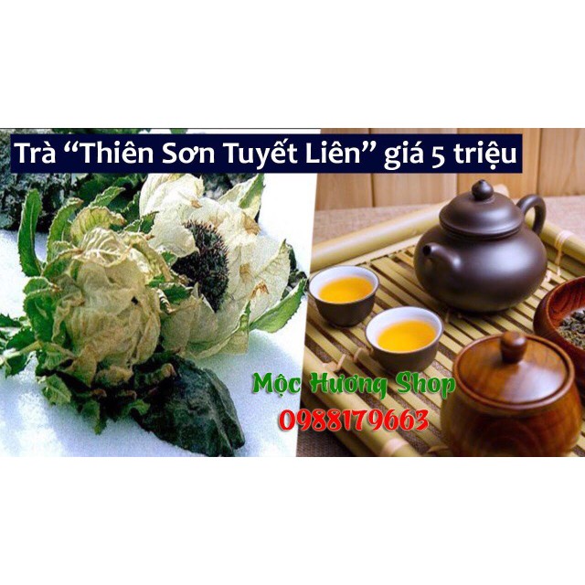 Thiên Sơn Tuyết Liên Hoa