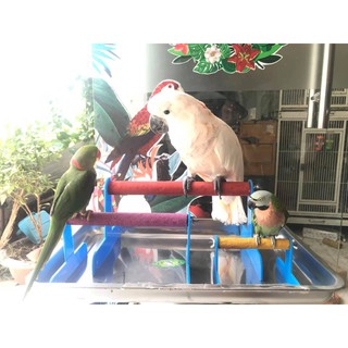 Cầu mài móng cho vẹt di động