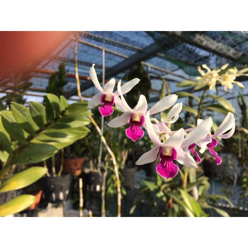 HOA LAN Denro nắng thơm robert