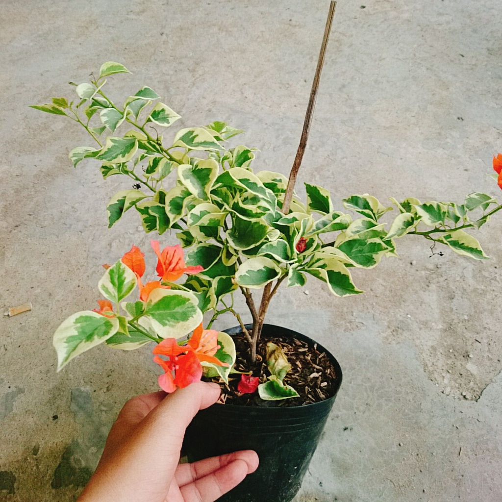 Cây hoa giấy cẩm thạch  - cây cảnh để bàn - caykiengsadec