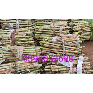 Cỏ voi xanh thái lan 19k 1kg