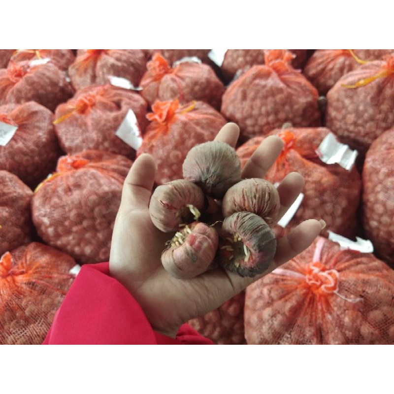 Củ hoa lay ơn đỏ