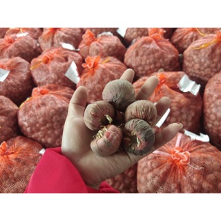 củ hoa lay ơn đỏ
