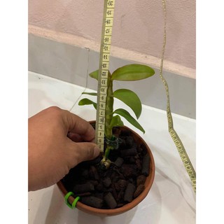 Lan Phi Điệp 🍀FREESHIP🍀 Hồng Yên Thủy [ Ươm Kie ]