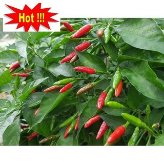 Hạt giống Ớt Xiêm (0.4g)