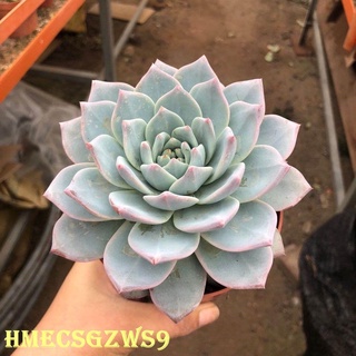 hạt giống sen đá hoa hồng 50h