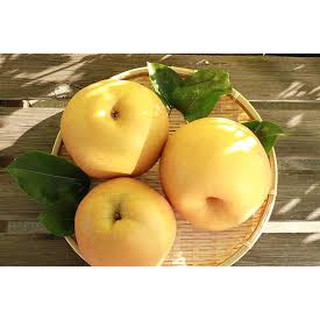 CÂY GIỐNG LÊ VÀNG