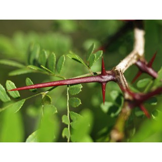 cây giống cây bồ kết