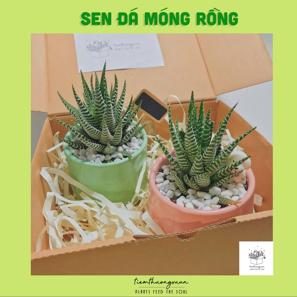 Sen đá móng rồng - Sen đá - Cây cảnh và hạt giống, trang trí nhà cửa - Tiệm Thường Xuân