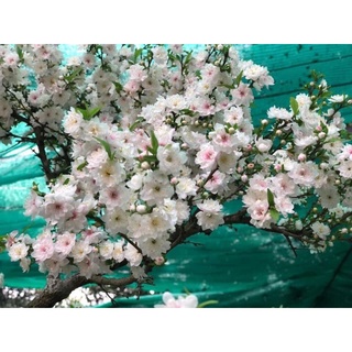 Cây giống nhất chi mai
