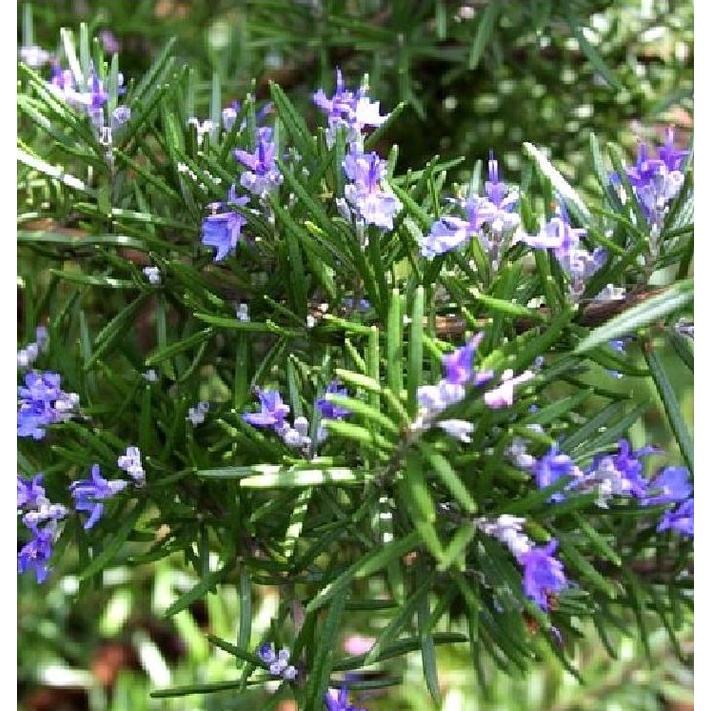 Hạt Giống Cây Hương Thảo Rosemary KNS1276 - Gói 20 hạt