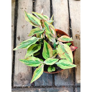 Chậu cây Euphorbia tithymaloides (Devil’s Backbone)