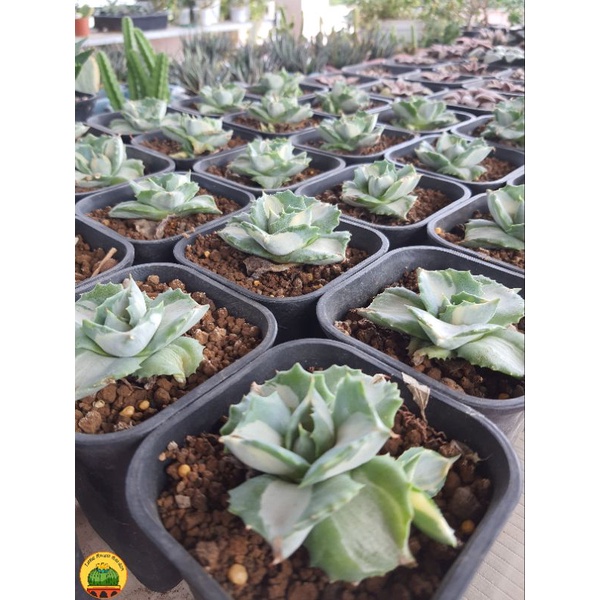 Cây Agave Potatorum | Sen đá, xương rồng
