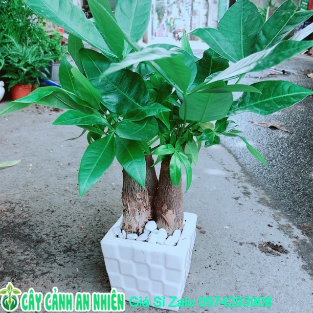 Chậu Kim Ngân 3 Thân