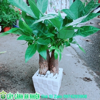 Chậu kim ngân 3 thân