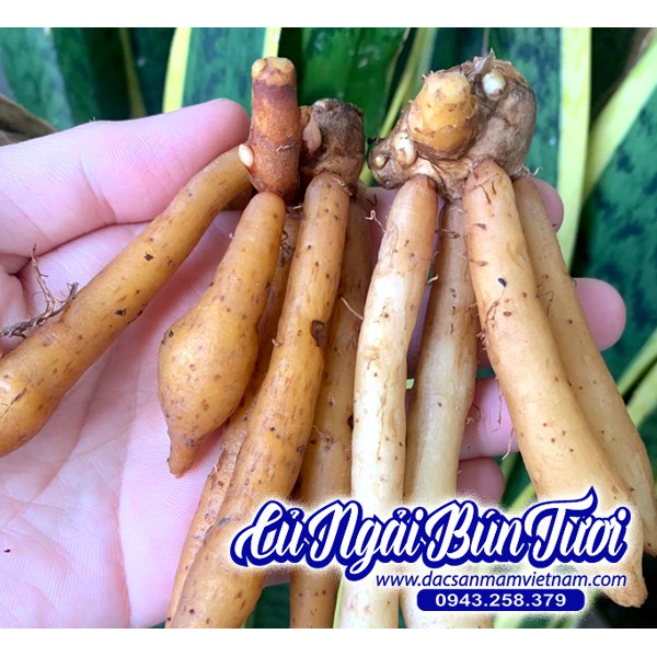 Củ ngải bún tươi