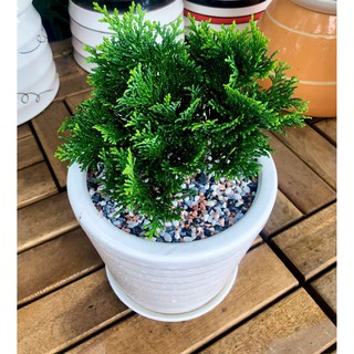 Chậu sứ cây trắc xoắn