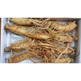 hạt giống nhân sâm hàn quốc f1