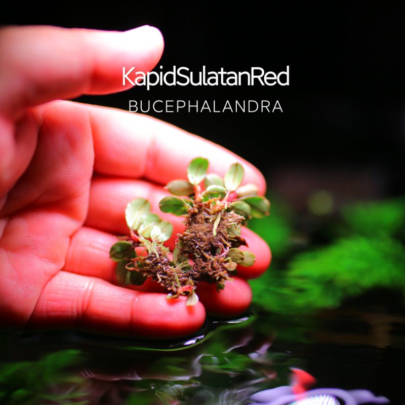 Kapid Sulatan Red | Cây thủy sinh lá siêu đỏ | Hàng bụi | Lá cạn