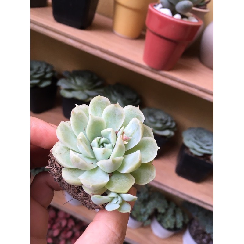 SEN ĐÁ ECHEVERIA ELEGANSS |FREESHIP| 🔥 ĐÃ THUẦN KHÍ HẬU, SIÊU KHOẺ ĐẸP 🍏 LỖI 1 ĐỔI 1