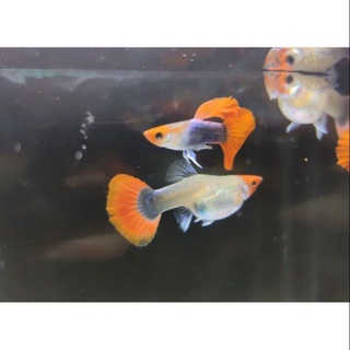 Cá 7 Màu Koi Đen Short Gen (39k/cặp)