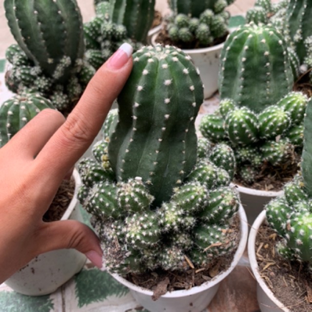 XƯƠNG RỒNG ECHINO TRUNG