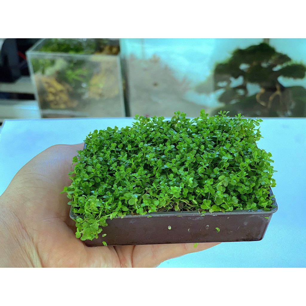 Cây trân châu ngọc trai