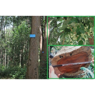 Cây Giống Trắc Đỏ (CHUẨN GIỐNG CÂY TRỒNG)