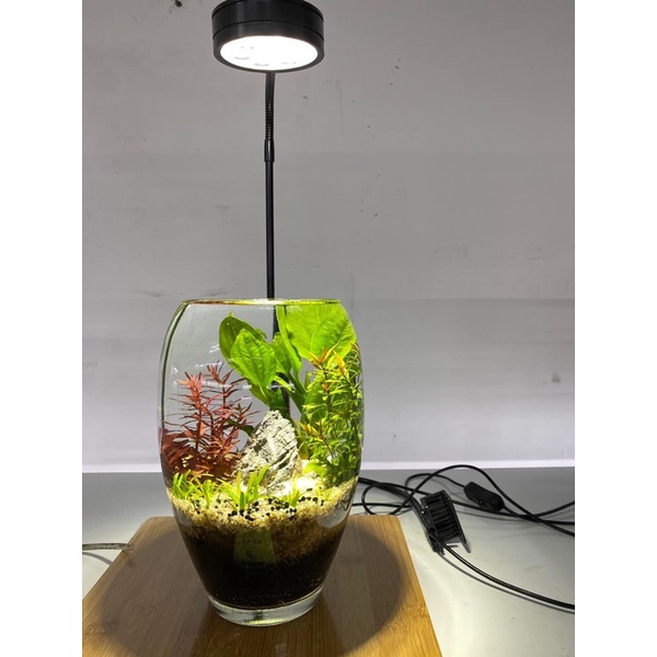 Bể cá mini thủy sinh để bàn, bình thủy tinh trồng cây thủy sinh, terrarium, thủy canh