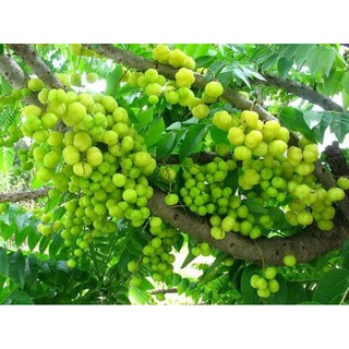 Cây 🌲 Chùm ruột  ngọt