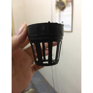 Chậu trồng lan cấy mô 100 chậu