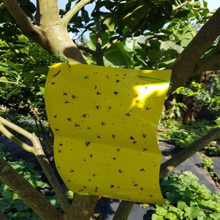 Combo 2 miếng Keo bẫy ruồi vàng nhằm tiêu diệt côn trùng đốt lá, chích hút, đục quả gây nên thối quả, dòi quả