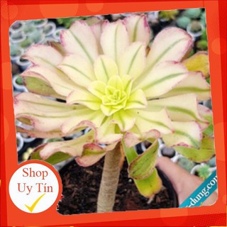 sen đá Aeo hồng sen cổ thụ🍏 |FREESHIP| 🔥 XỨ NÓNG, ĐÃ THUẦN KHÍ HẬU, KHOẺ ĐẸP 🍏 LỖI 1 ĐỔI 1