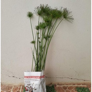 60 Cây Thủy trúc thái 30k