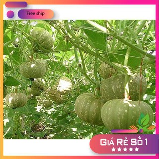 Hạt giống bí đỏ