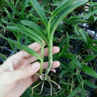 Lan giống denro nắng sing x Pensoda