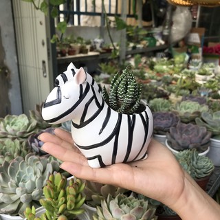 Chậu thú trồng sen đá dễ thương