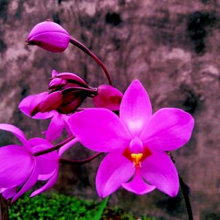 20 củ hoa huệ mưa