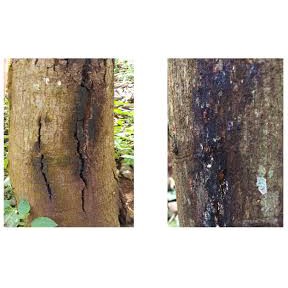 Chế phẩm sinh học Nấm Trichoderma - Bacillus  Gói 100 gam phòng trừ nứt thân sì mủ, vàng lá thối rễ...