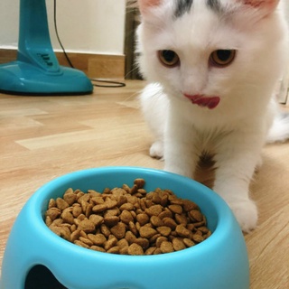 Hạt thức ăn Hàn Quốc Catsrang cho mèo mọi lứa tuổi