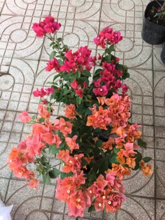 Giấy hai màu