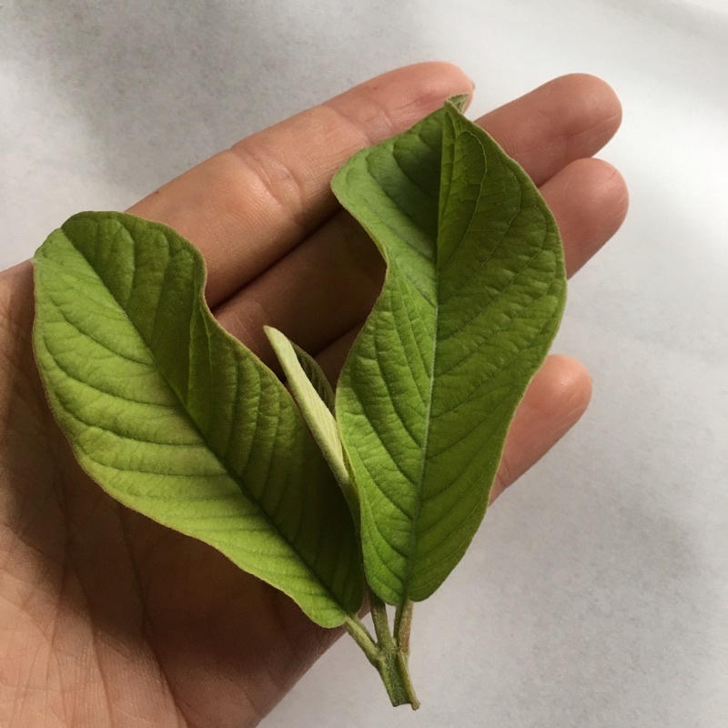 250gr đọt ổi non+ la dứa khô