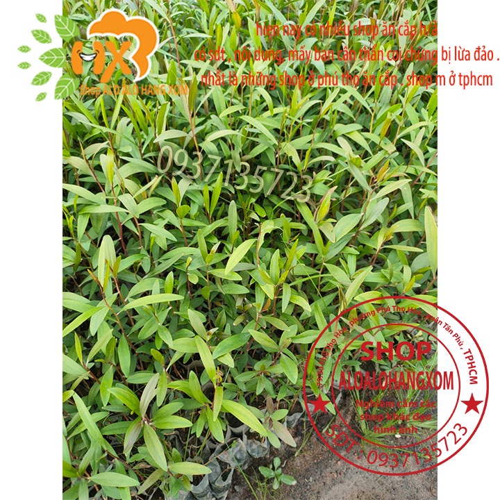 TRÀM ÚC CÂY GIỐNG