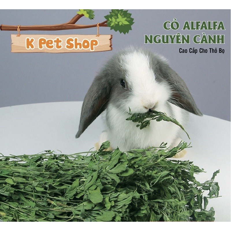 Cỏ Alfalfa  FREE SHIP  Nguyên Cây Alfa Hay Thức Ăn Cho Thỏ, Bọ, Chinchillas ...