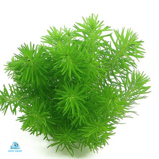 Cây thủy sinh Liễu Bông