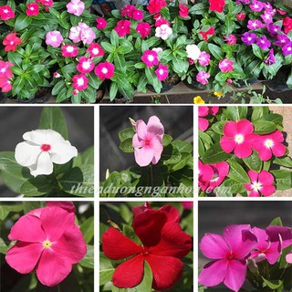 50H - HẠT GIỐNG HOA DỪA CẠN ĐỨNG